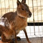 A wallaby checks out the scene at the petting zoo. Andy Nystrom/staff photo