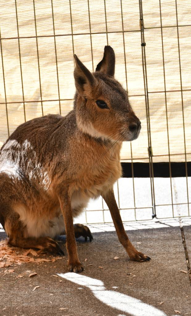 A wallaby checks out the scene at the petting zoo. Andy Nystrom/staff photo