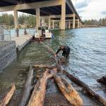 A Mercer Island Police Department Marine Patrol Unit officer pulls a log out of Lake Washington. Photo courtesy of the city of Mercer Island
