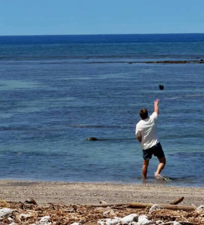 A Covington man reportedly throws a rock at a Hawaiian monk seal May 5 in Maui. COURTESY PHOTO, U.S. Attorneys Office, District of Hawaii