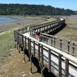 The Estuary Boardwalk stretches over a mile of mudflats. Photo by Kevin Hanson