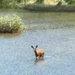 A deer makes her way across the Nisqually River. Photo by Kevin Hanson