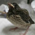 While Featherhaven often responded to calls for any kind of bird, its specialty was caring for songbirds. Photo courtesy Featherhaven