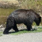 A black bear that lumbered on the road inches from this column writers van. Photo courtesy of Mindy Stern